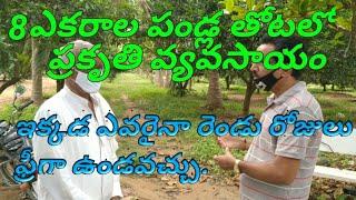 8ఎకరాలలో పండ్లతోటలో ప్రకృతి వ్యవసాయం. |Nature farming in an orchard on 8 acres.