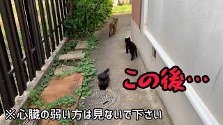 【閲覧注意】子猫ほのぼの動画が一瞬で体をのけぞりたくなる恐怖映像に変わる決定的瞬間