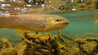 Fly Fishing the Brookville Tailwaters in Indiana for BEAUTIFUL trout!