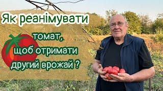 Як реанімувати томат, щоб отримати другий врожай