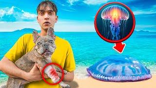 A Jellyfish ATTACKED my DOG!