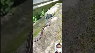 snake video ||  #shorts #shortfeed #short