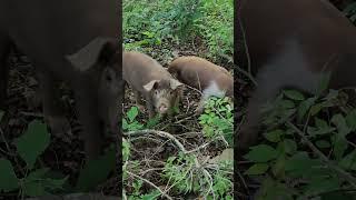 Rotational Grazing Pigs in the Woods