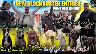 New Blockbuster Entries in Panther Group  Dera Ch Numberdar Allah Dita || All Record Break ||