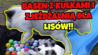 LISY dostały BASEN Z KULKAMI!! *zjeżdżają do niego*!