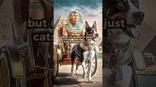 Discover the Hidden Secrets of Ancient Egyptian Pets #shorts #pets