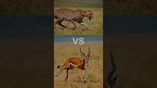 Africa's Top 10 Strongest Animals ( Tiger, Moose, Cheetah, Cobra, Lion, Wolf, Deer, Goat)