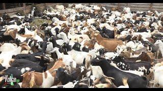 What you need to know about goat farming