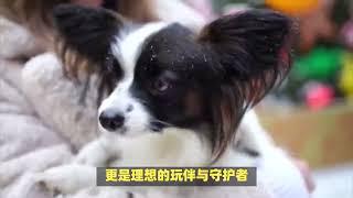 “蝴蝶犬”有4个优点，但也有3个致命缺点，不可忽视