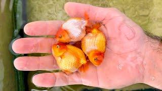 My Backyard Ranchu Goldfish Farm