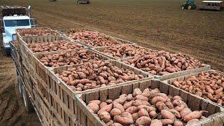 How Does America Produce 3,7 Million Pounds Of Sweet Potatoes - American Farming