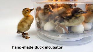 Please take my friend out of the bowl! - Automatic duck incubator