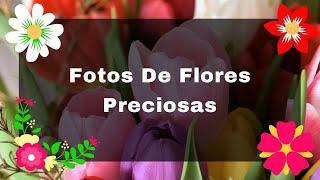 Fotos De Flores Preciosas