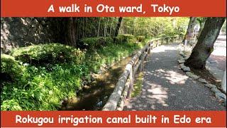 A walk along an old irrigation canal in Ota ward, Tokyo | Rokugo-Yosui walking trail | June 2022