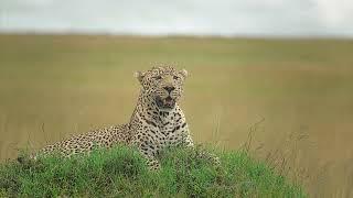 Lorogogol Maasai Mara March 2023