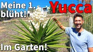 #Yucca Palme Blüte - Meine erste Yukka Palme blüht! 1 Jahr nachdem ich die Palme eingepflanzt habe!