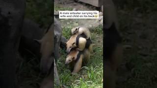 Adorable #Anteater Dad Carries His Family on His Back! ️