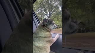 TamTam windblown pup