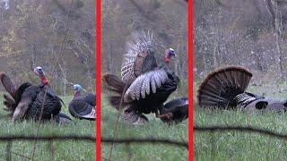 Turkey Attacks Decoy Before Getting Annihilated at 12 Yards by Hunter