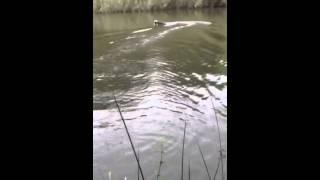 Futterboot carp madness Phantom Brushless