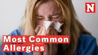 10 Types Of Common Allergies