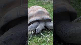 Do you know the difference between turtles and tortoises? #naturepbs #animals #turtle #tortoise