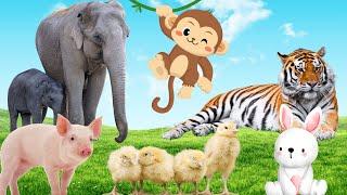 Spot the cutest animals on the planet: rabbits, pigs, monkeys, ducklings,...