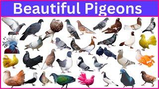 Most STUNNING Pigeon Breeds You Won't Believe Exist