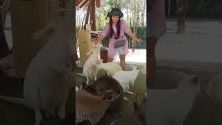 animal farm daw ng Tito Niya..saan kaya Yan?  #animals #farm#thailand