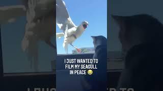 Cat chasing bird fails #cat #cats