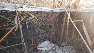 What Happens after a Beaver Pond is Drained?