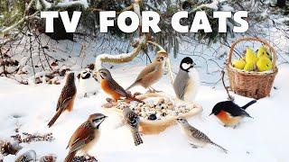 Birds Video for Cats to Watch  Cute Birds Chirping in the Snowy Forest & Relaxing Bird Songs