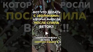 #сад #сады #обрезкаабрикоса #обрезкачерешни #обрезкавишни #обрезкарастений #обрезкадеревьевосенняя