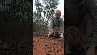 Tom the Quoll - Australian Wildlife Conservancy