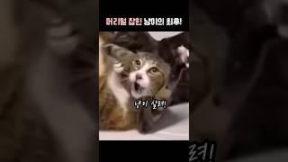 머리털 잡힌 냥이의 최후! 짧지만 강렬한 웃음보장!  #고양이 #각종유머 #cat