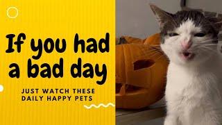 If you had a bad day, just watch these daily happy pets | Day 105