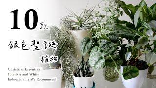 聖誕節必備！十款銀白色系室內植物推薦給您Christmas Essentials! 10 Silver and White Indoor Plants We Recommend