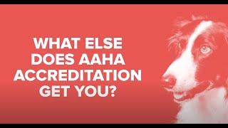 The benefits of AAHA accreditation