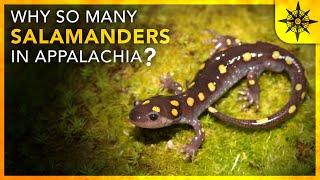 Why are there SO MANY Salamanders in Appalachia?