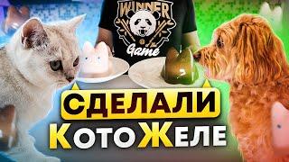 БЕЛКА И НЮША СДЕЛАЛИ КотоЖеле/ЛАЙКИ LIKE#cat