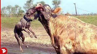 Pitbull Attacked Bull and Paid Full Price..It Died !