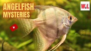 The Angelfish: 10 Mind-Blowing Secrets That You'll Love