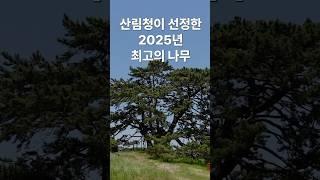 올해의 나무 어디에 있을까요? #부산가볼만한곳 #부산기장 #부산 #산림청