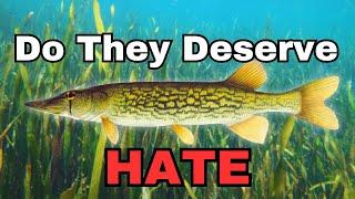 The MOST Controversial Fish ep.2- Chain Pickerel