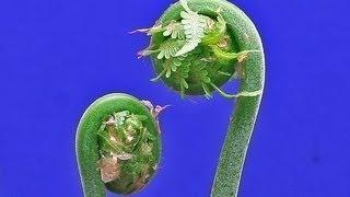 Fern Time Lapse