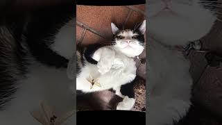 Meowmeowmeowmeowmeowmeowmeowmeowmeowmewo