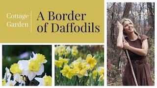 Making a Daffodil Border in Our Cottage Garden | Cozy Gardening Vlog