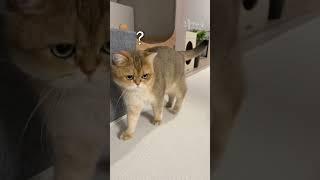 Cat's reaction to a kitten's cry