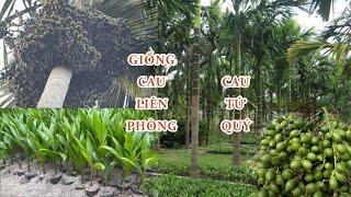 Giống Cau Tứ Quý Cau Liên Phòng ( Cau Trái Dài Miền Bắc )/ 0822327226 - 0977503996