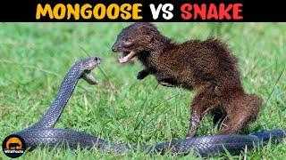 How did Mongooses Become Immune to Snake Venom?